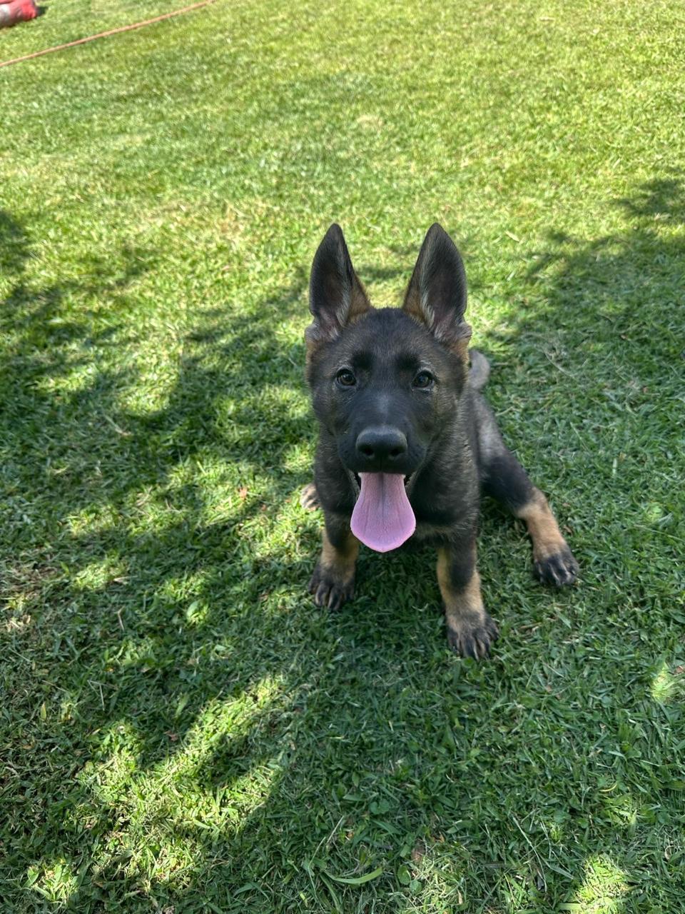 German Shepherd puppies from Casa Kabala breeding program