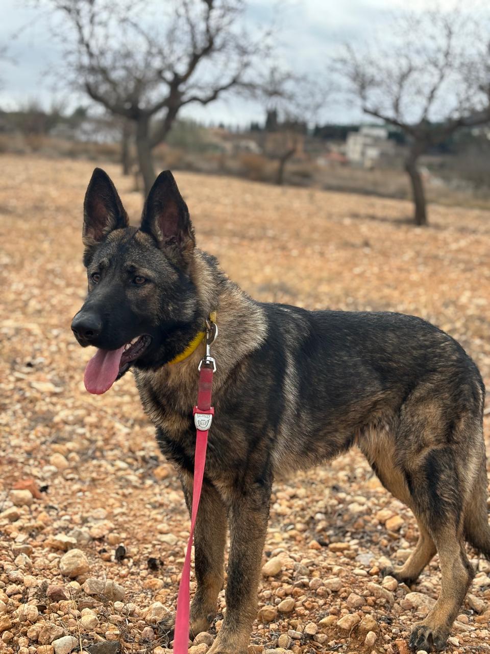 German Shepherd female from Casa Kabala kennel