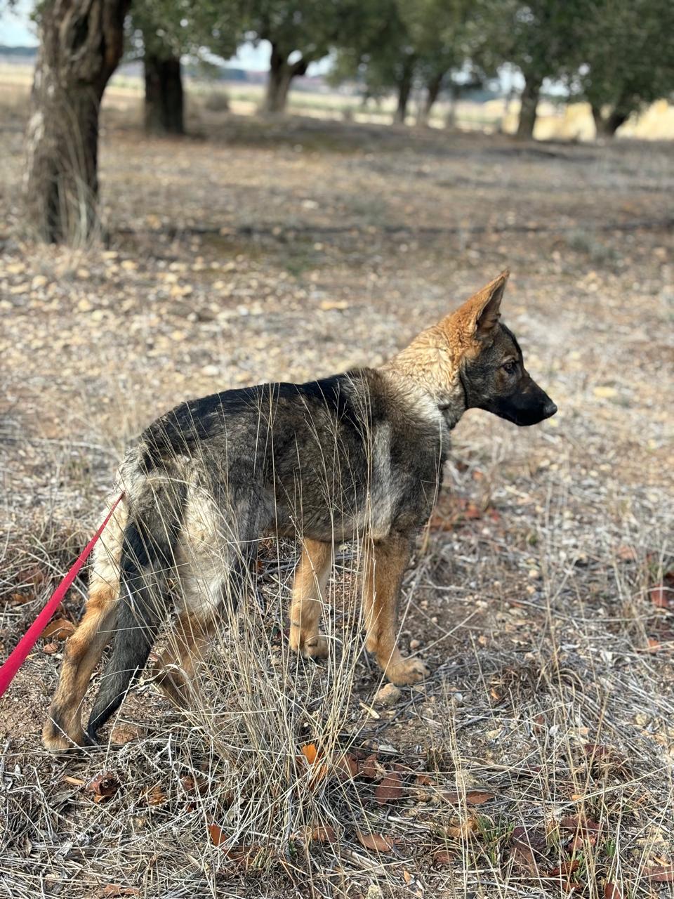 Young German Shepherd prospect