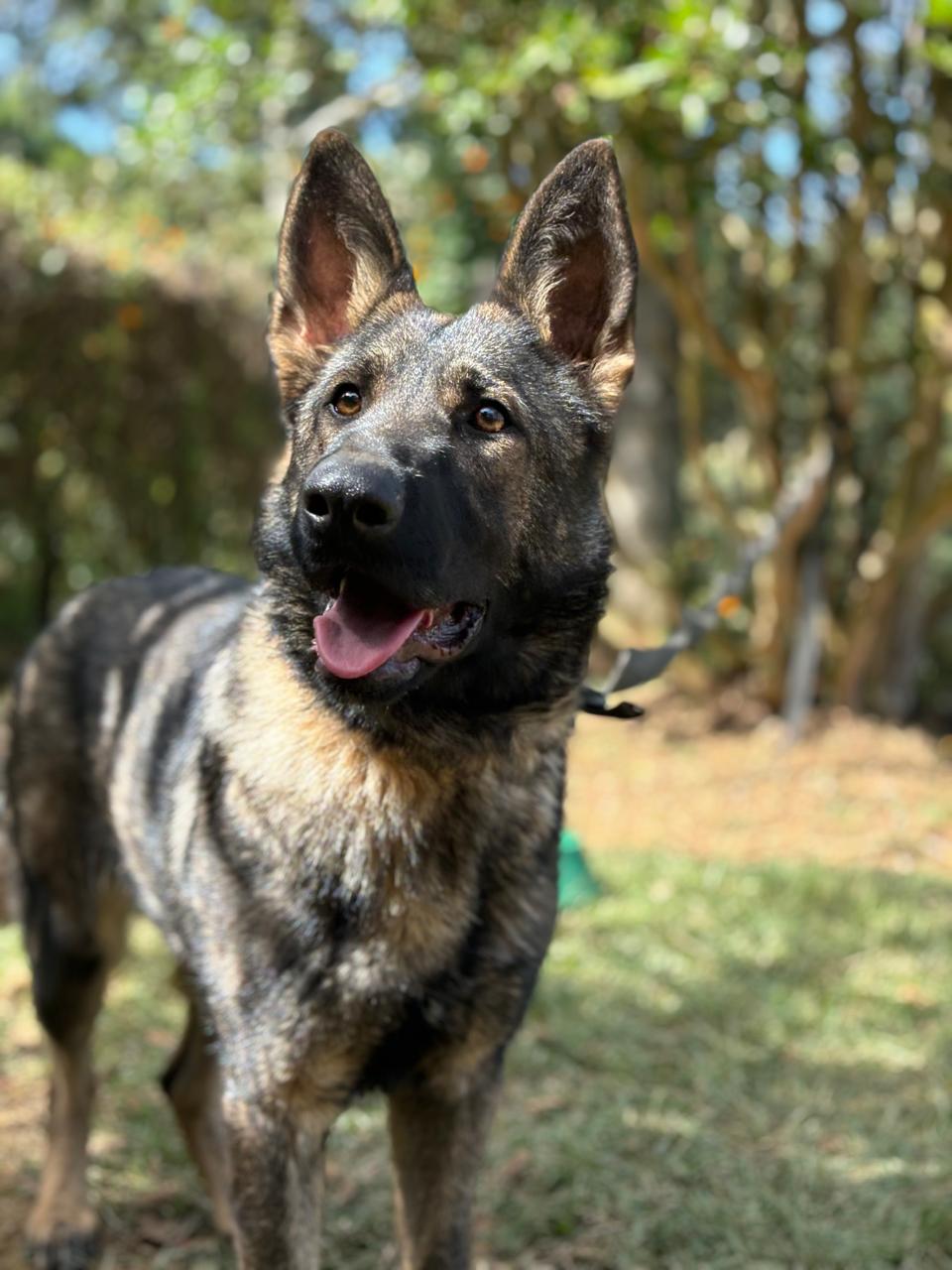 Sable German Shepherd portrait