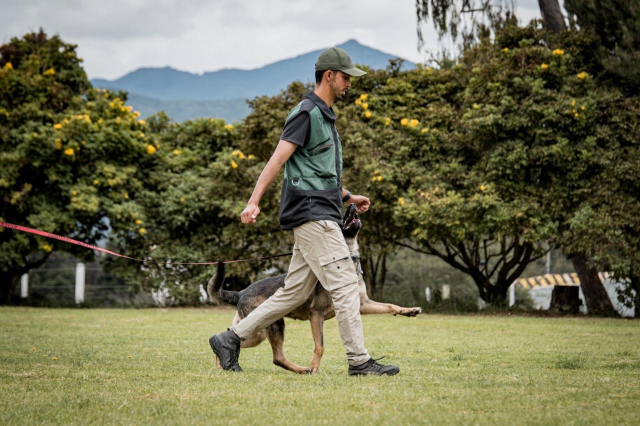 Felipe Ossa conducting IGP obedience training