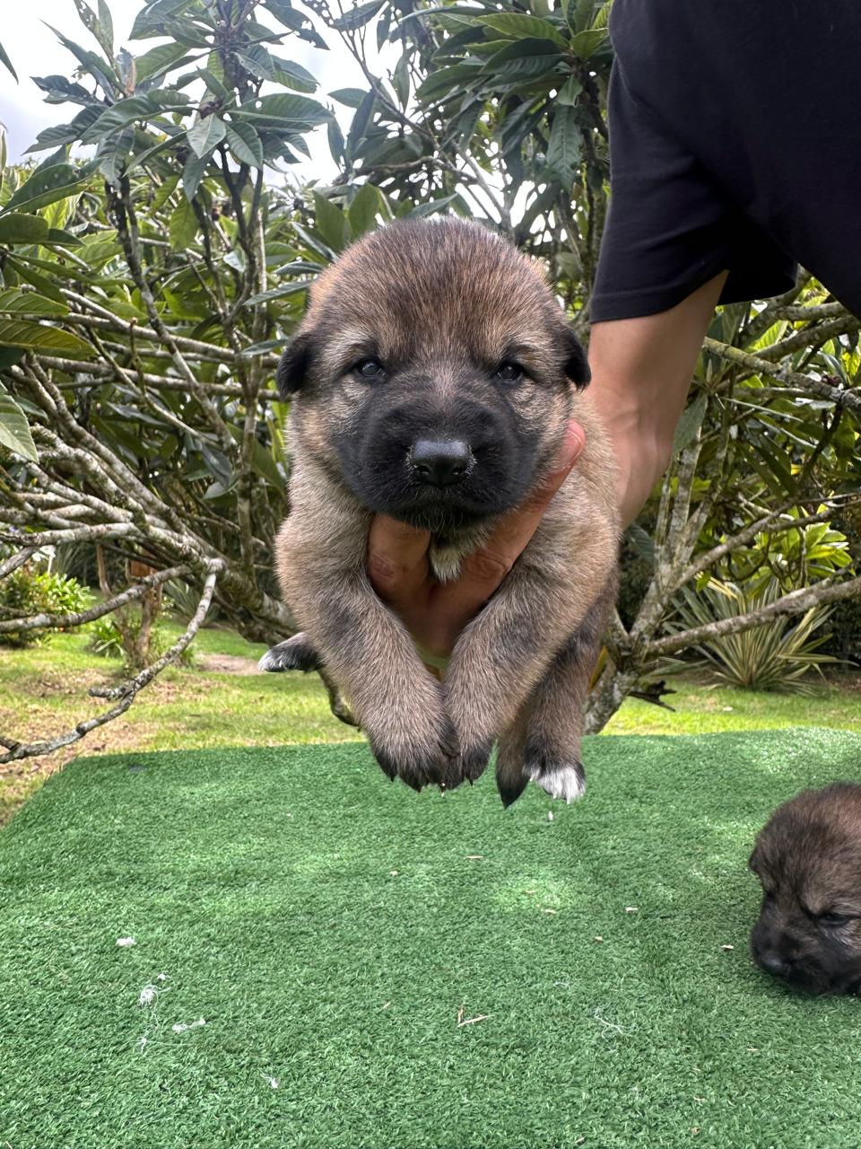 German Shepherd puppy portrait