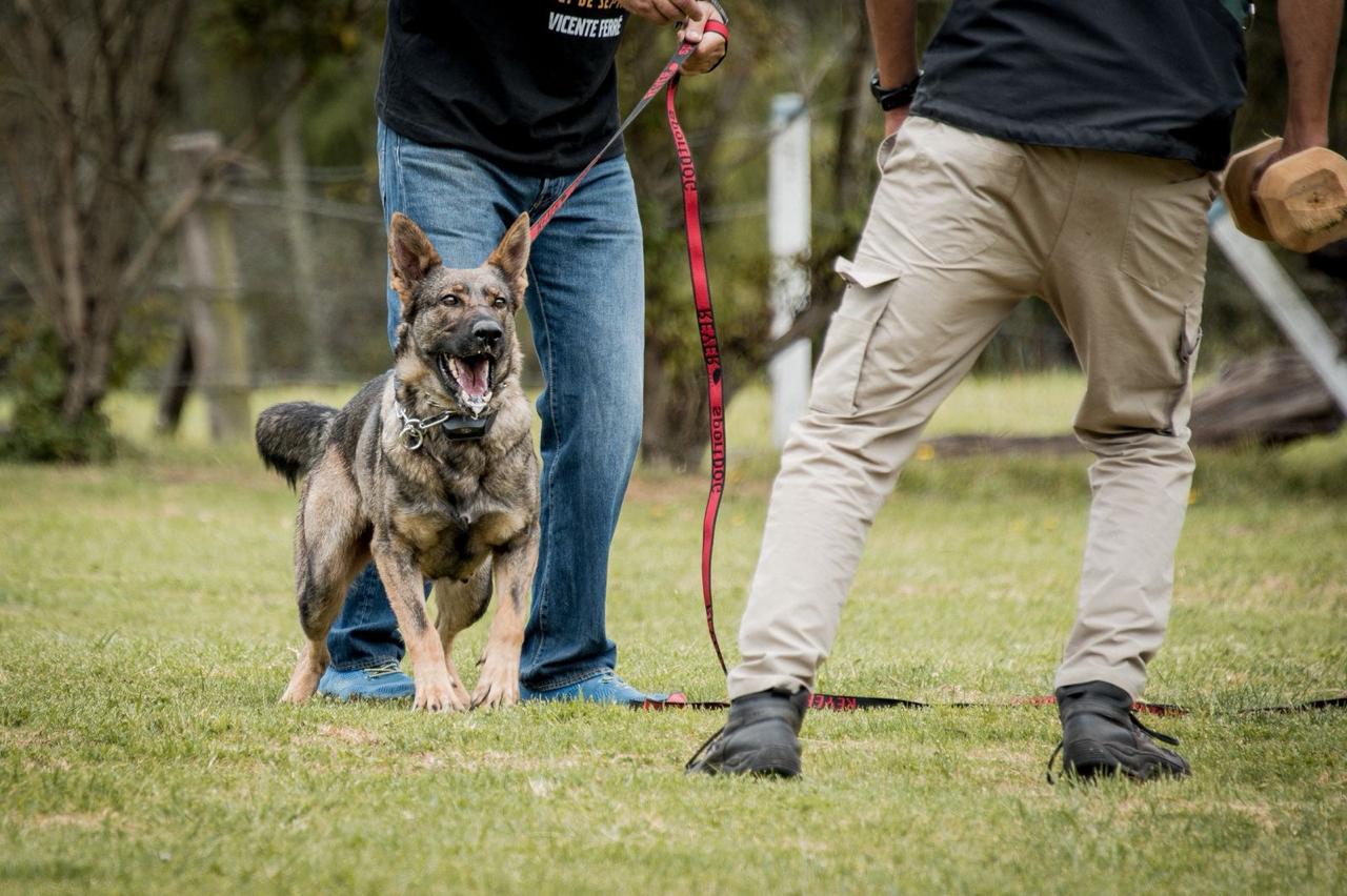 Protection training session with German Shepherd